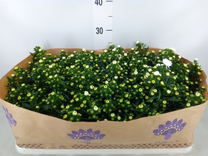 <h4>Aster n-b 'Showmakers Snow White'</h4>