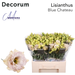 Lisianthus Celeb blue chateau 60cm