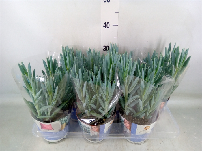 <h4>Curio ficoides 'Mount everest'</h4>