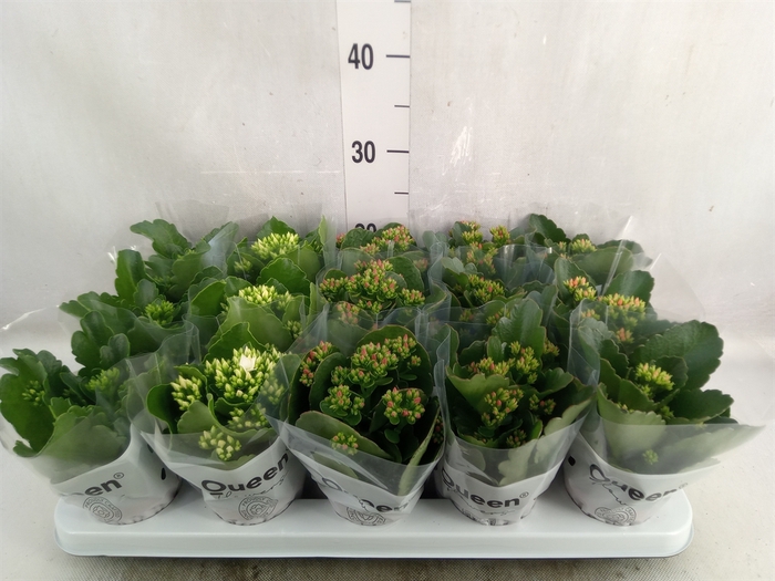 <h4>Kalanchoe blos.   ..mix 5</h4>