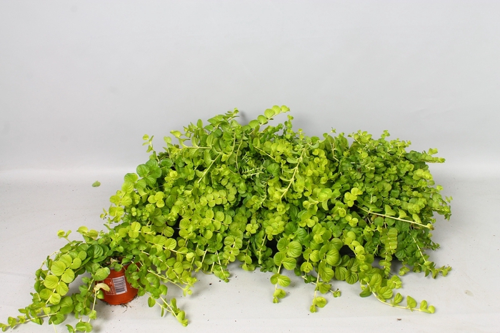 <h4>LYSIM NUMMULARIA</h4>