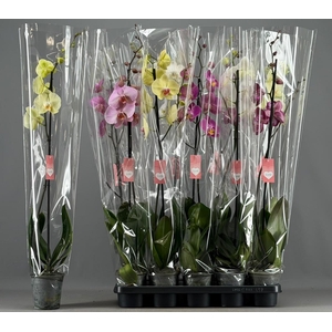 PHAL GEM 5 KL