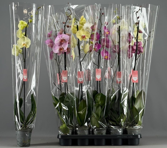 <h4>PHAL GEM 5 KL</h4>