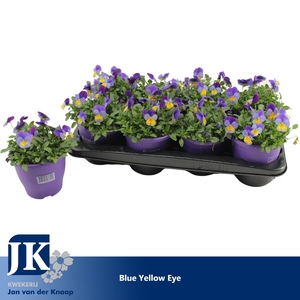 Viola Cornuta Blue Yellow Eye