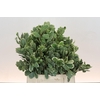 Pittosporum Ilan