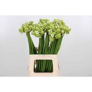 Ornithogalum Saundersiae