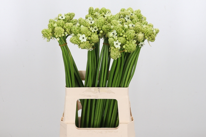 <h4>Ornithogalum Saundersiae</h4>