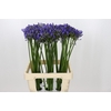 Agapanthus Uri