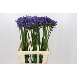 Agapanthus Uri