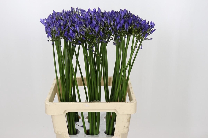 <h4>Agapanthus Uri</h4>