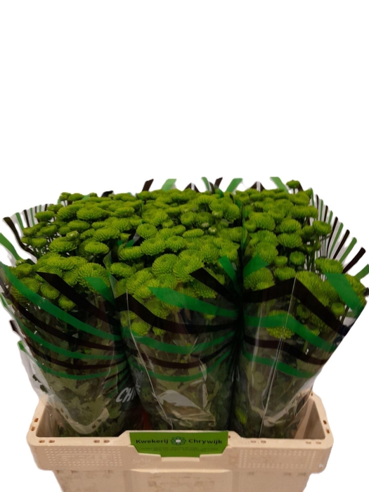 <h4>Chr San AAA Peptalk</h4>