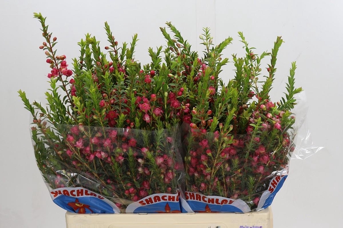 <h4>Chamecordia Rey</h4>