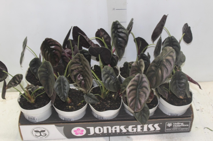 <h4>ALOCASIA CUPREA P12</h4>