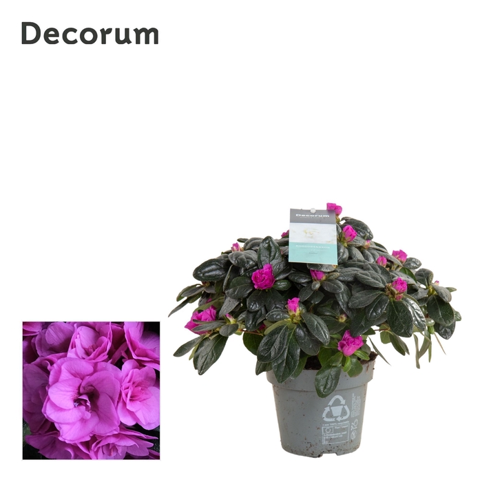 <h4>Azalea 12 cm Aiko Paars - Decorum</h4>