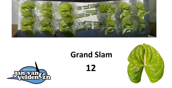 <h4>ANTH A GRAND SLAM</h4>