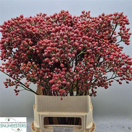 <h4>Rosa Magical Sunset</h4>