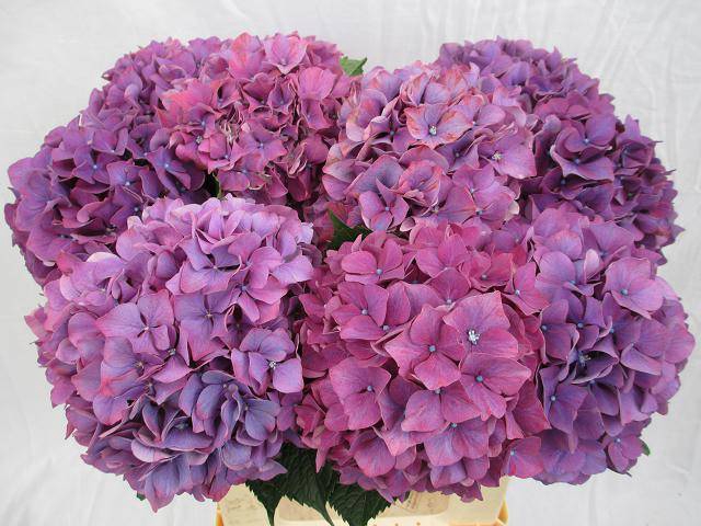 <h4>HYDR M PURPLE HAZE</h4>
