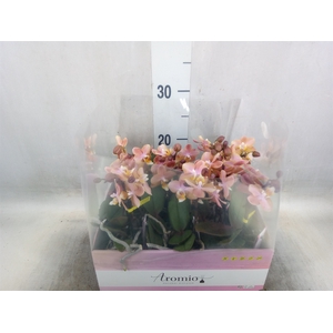 Phalaenopsis multi.   ...orange