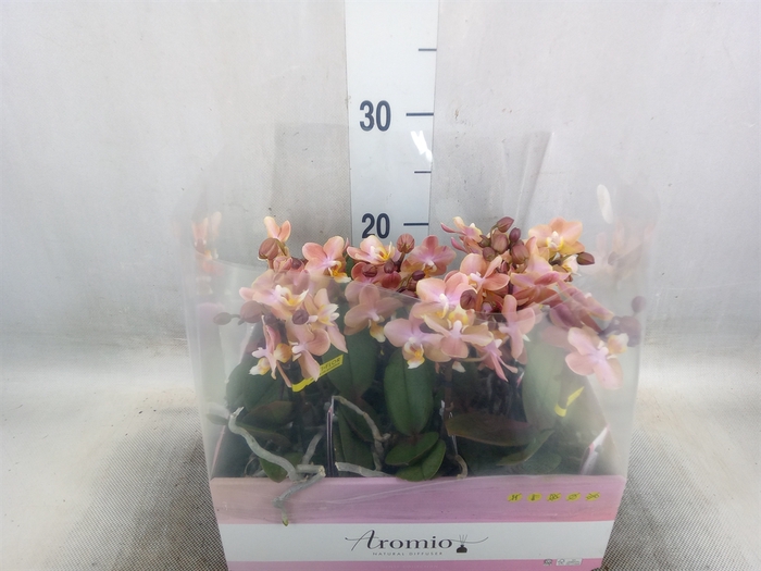 <h4>Phalaenopsis multi.   ...orange</h4>