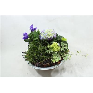 2418 ZINK BLAUW HORTENSIA