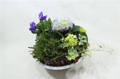 <h4>2418 Zink Blauw Hortensia</h4>