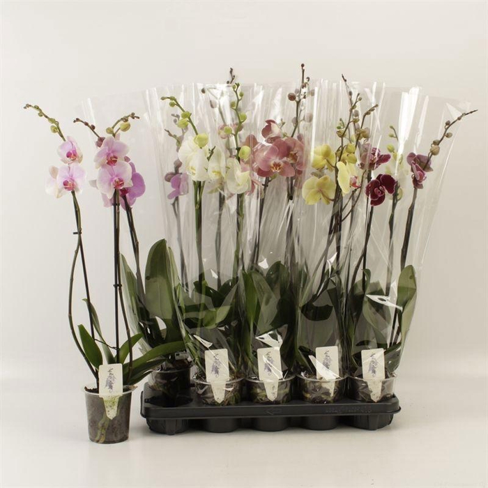 <h4>PHAL GEM 5 KL</h4>