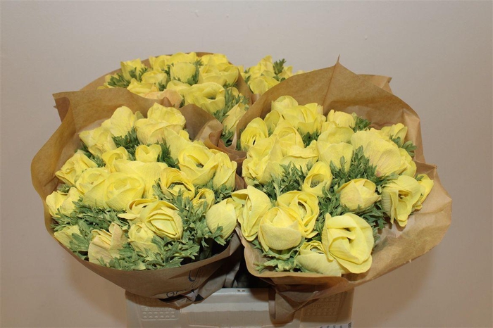 <h4>Anem Marianne Powder Yellow</h4>