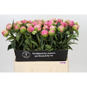 PAEONIA JACORMA