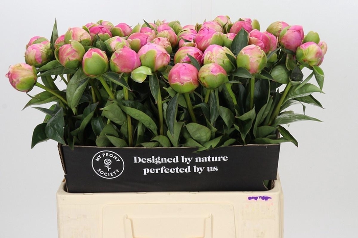 <h4>PAEONIA JACORMA</h4>