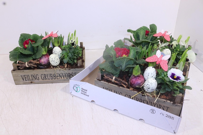 <h4>ARR TUINPLANTEN</h4>