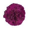 Dianthus St Purple Damascus