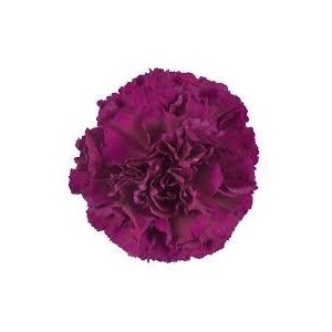 Dianthus St Purple Damascus
