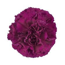 <h4>Dianthus St Purple Damascus</h4>