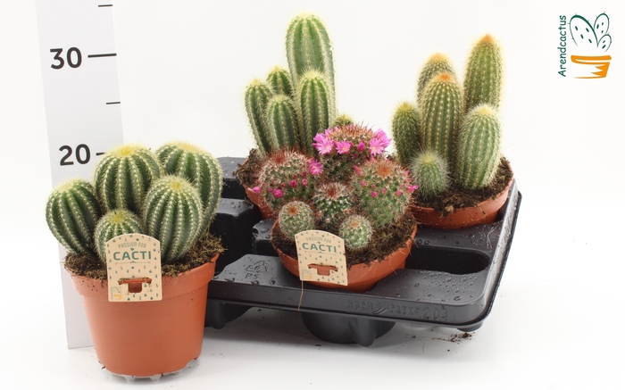 <h4>CACTUS GEM</h4>