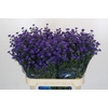 Aster Baby Parade