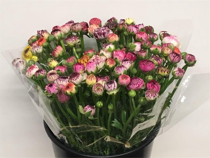 <h4>Ran El Cappuccino Pink Extra</h4>