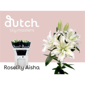 Li Or Double Roselily Aisha White