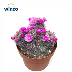 Mammillaria Zeilmaniana (Flowering)