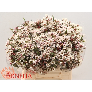 Chamelaucium Moonlight Delight