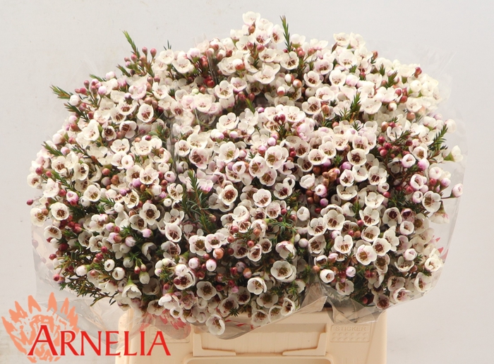 <h4>Chamelaucium Moonlight Delight</h4>