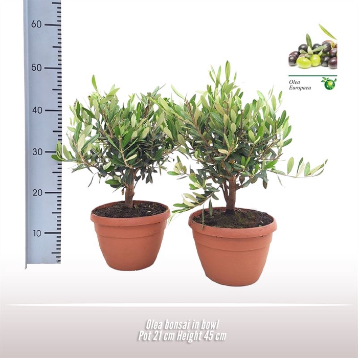 <h4>Olea bonsai in schaal</h4>