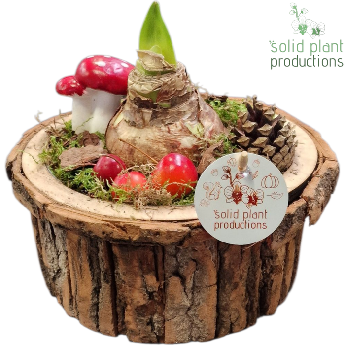 <h4>BSMA002 Amaryllis Bark S Medium Brown</h4>