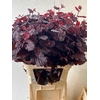 CORYL AV ROTER ZELLE 090CM