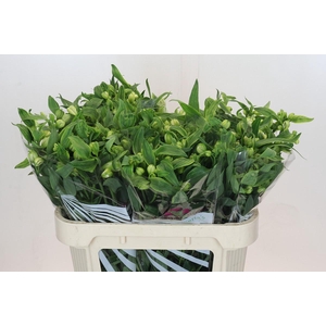 Alstroemeria Virginia