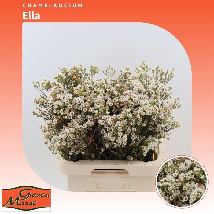 <h4>Chamelaucium Ella</h4>