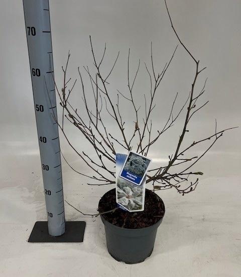 <h4>MAGN STELLATA OV</h4>