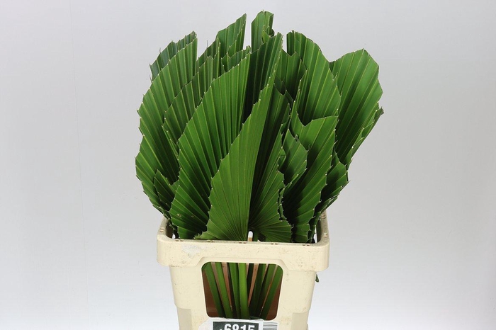 <h4>Washingtonia</h4>