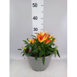 Capsicum annuum 'Joker'
