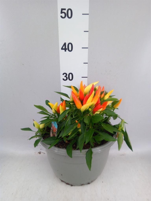<h4>Capsicum annuum 'Joker'</h4>