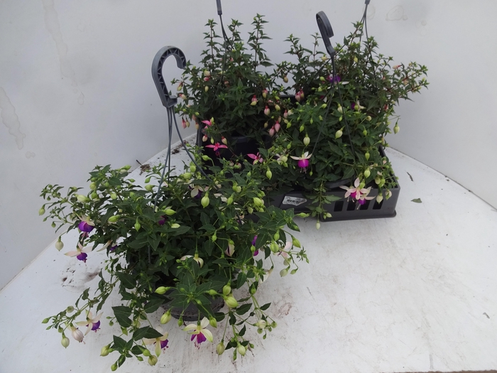 <h4>FUCHSIA GEM</h4>